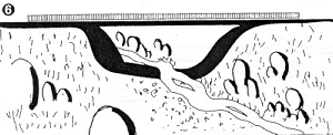 Flederm_6.GIF (32419 Byte)