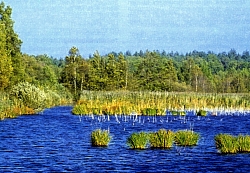 teich.jpg (51123 Byte)